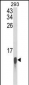 FAU Antibody